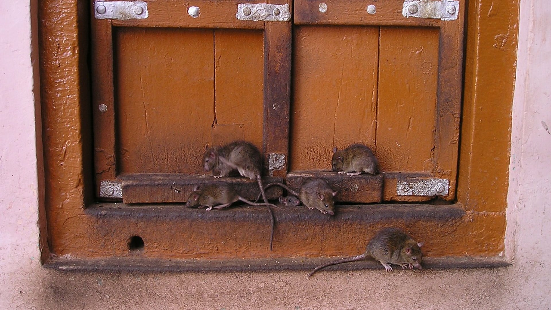 Des rats et des souris dans votre maison ? Faites appel à un professionnel !